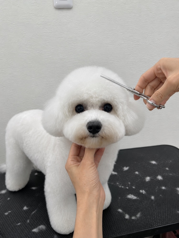 カット後のワンちゃん