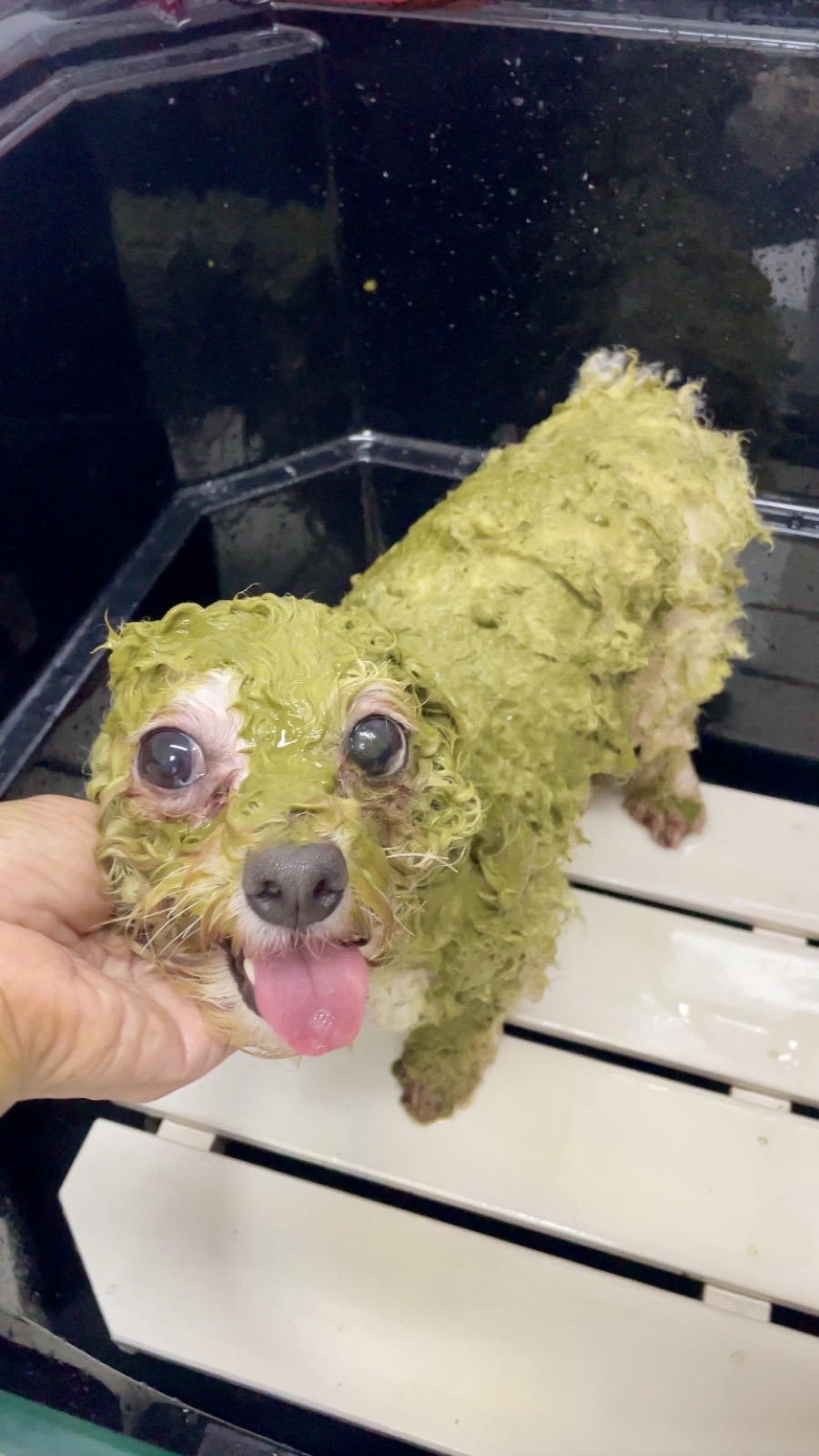 オーガニックハーブパック中のワンちゃん